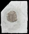 Long, Partially Enrolled Eldredgeops Trilobite - Ohio #50900-1